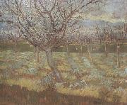 Vincent Van Gogh Apricot Trees in Blossom (nn04) oil painting on canvas